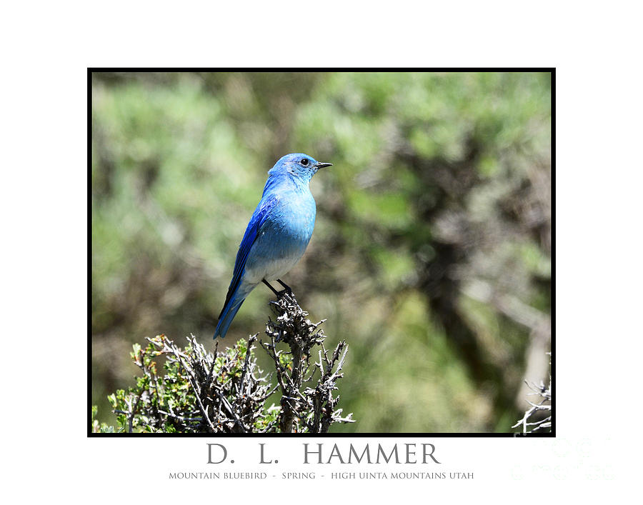 Mountain Bluebird #3 Photograph by Dennis Hammer