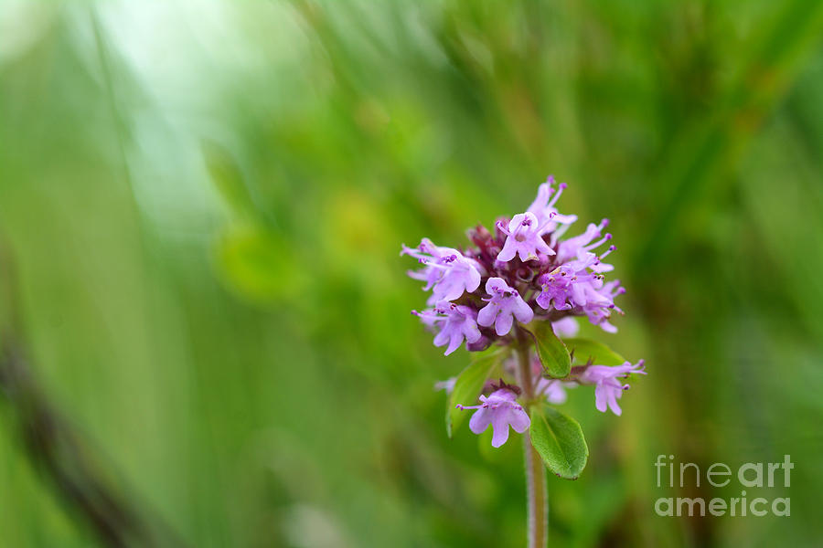 Nature Photograph - Mountain Flower #3 by Attila Toro
