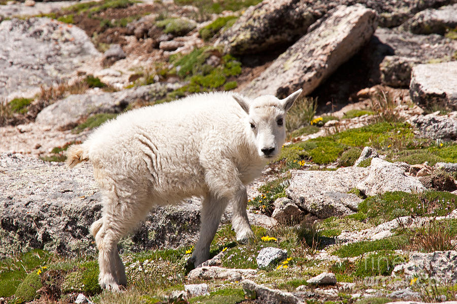 Mountain Goat Kid on Mount Evans #3 Photograph by Fred Stearns