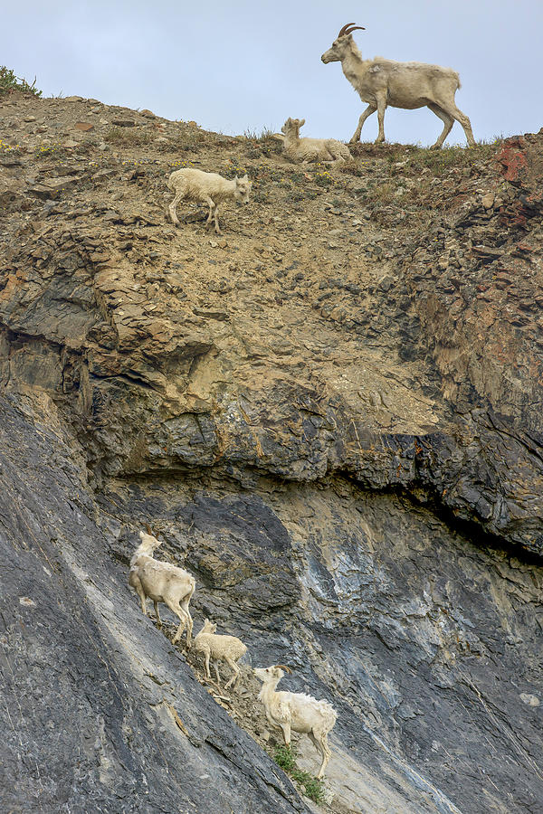 Wildlife Photograph - Mountain Goats Along Kongakut River #3 by Tom Norring