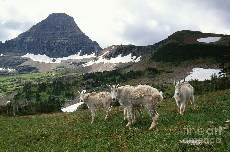 Mountain Goats #3 Photograph by Art Wolfe