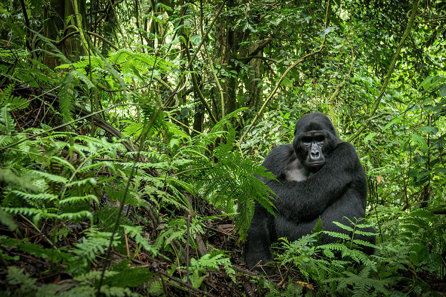 Mountain Gorilla (gorilla Beringei Photograph by Roger De La Harpe ...