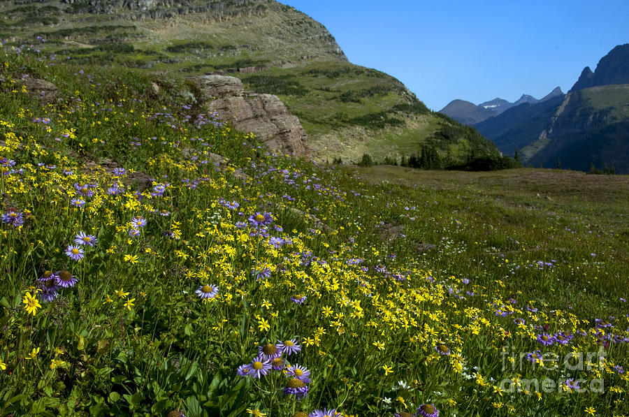 Mountain Wildflowers, Montana #3 Photograph by Mark Newman