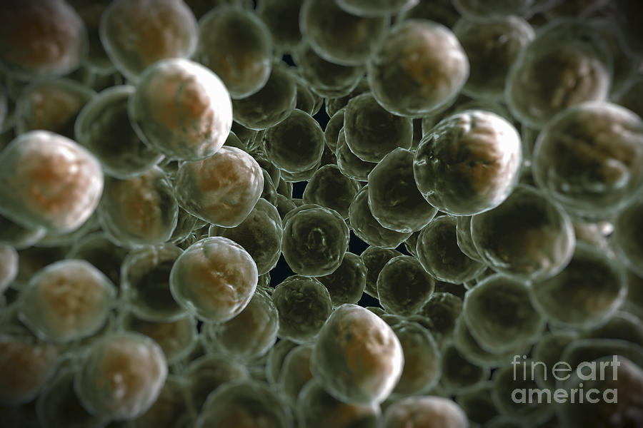 Pathogenic Photograph - Mrsa #3 by Science Picture Co