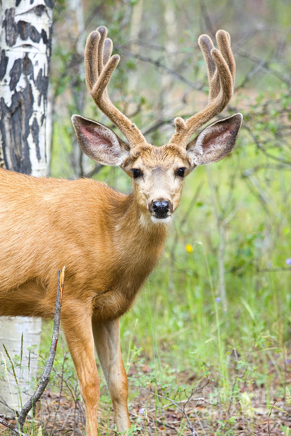 Mule Deer Buck Photograph