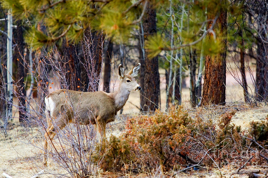 Mule Deer #3 Photograph by Steven Krull