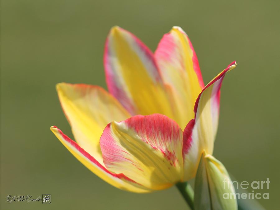 Multi-flowering Tulip named Antoinette #3 Photograph by J McCombie
