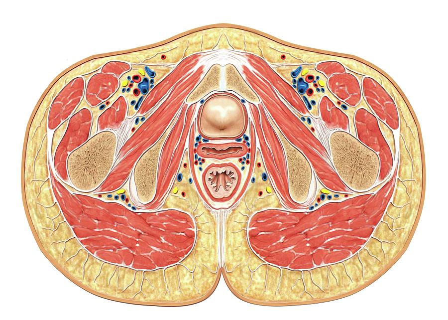 Muscles Of Pelvis Floor Cross Section Photograph By Asklepios Medical Atlas 6308