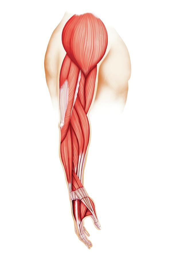Muscles Of Upper Limb Photograph By Asklepios Medical Atlas Pixels My My Xxx Hot Girl 2509