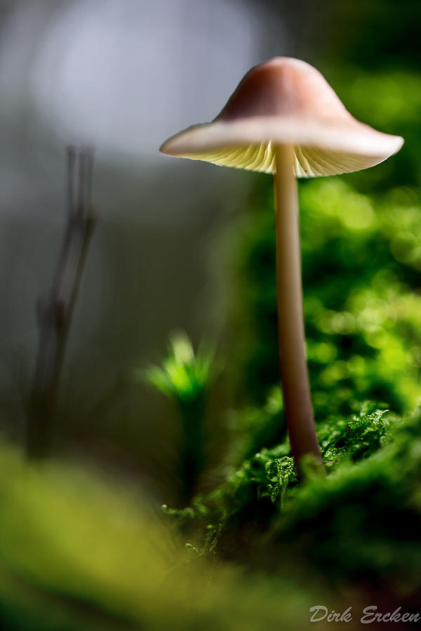 Mushroom Photograph - Mushroom Mycena galericulata #3 by Dirk Ercken