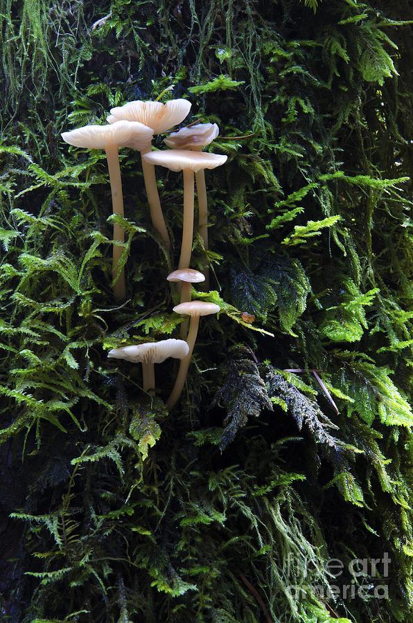 Mushrooms Columbia River Gorge 3 Photograph by Bob Christopher