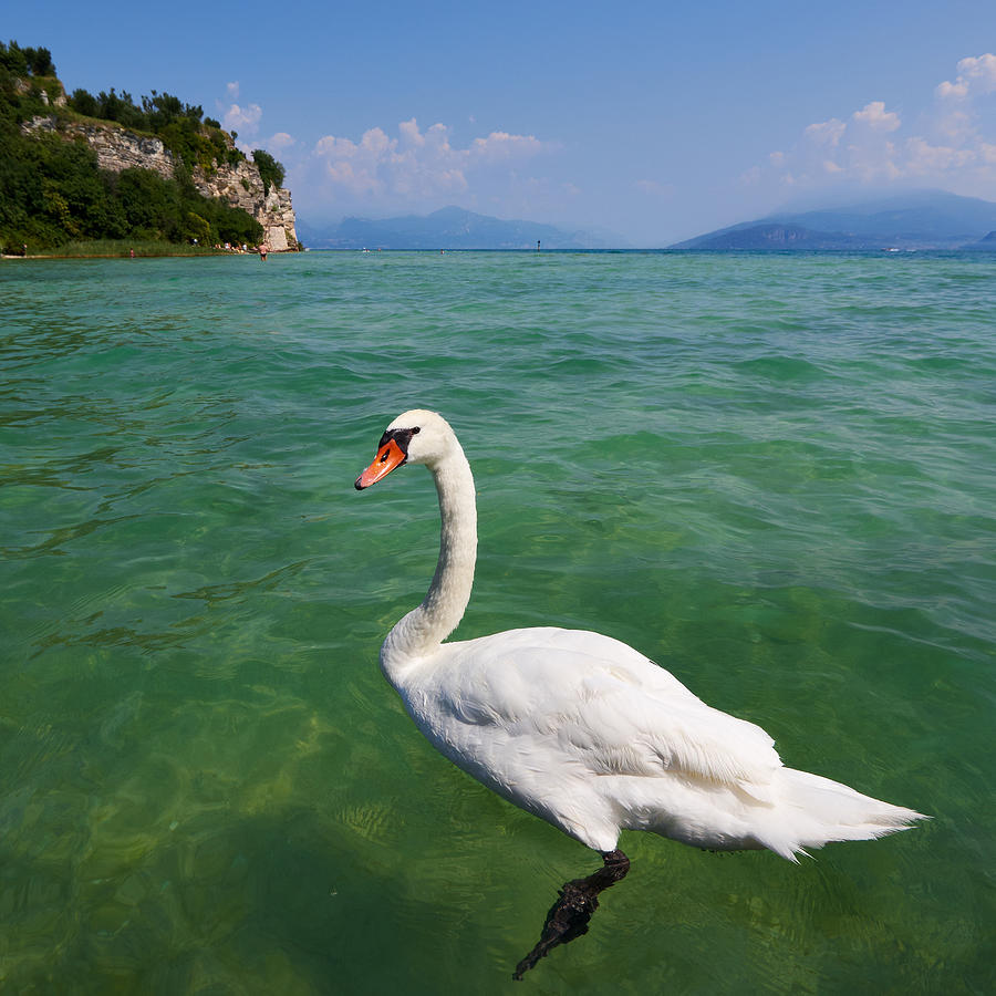 Mute swan. Sirmione. Lago di Garda #1 Photograph by Jouko Lehto - Fine ...