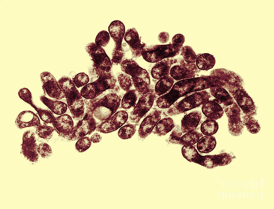 Bacterial Photograph - Mycoplasma Bacteria, Tem #3 by David M. Phillips