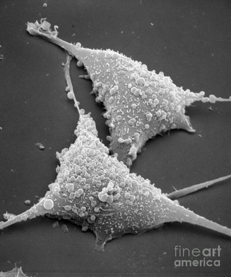 Mycoplasma #3 Photograph by David M. Phillips
