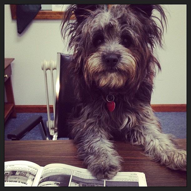 Dog Photograph - #mydoggeorge #3 by Melissa Lutes Dog Photograph - #mydoggeorge #3 by Melissa Lutes