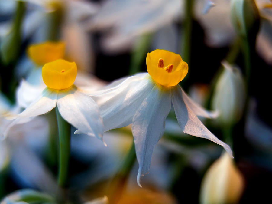 Narcissus tazetta #3 Photograph by Stelios Kleanthous