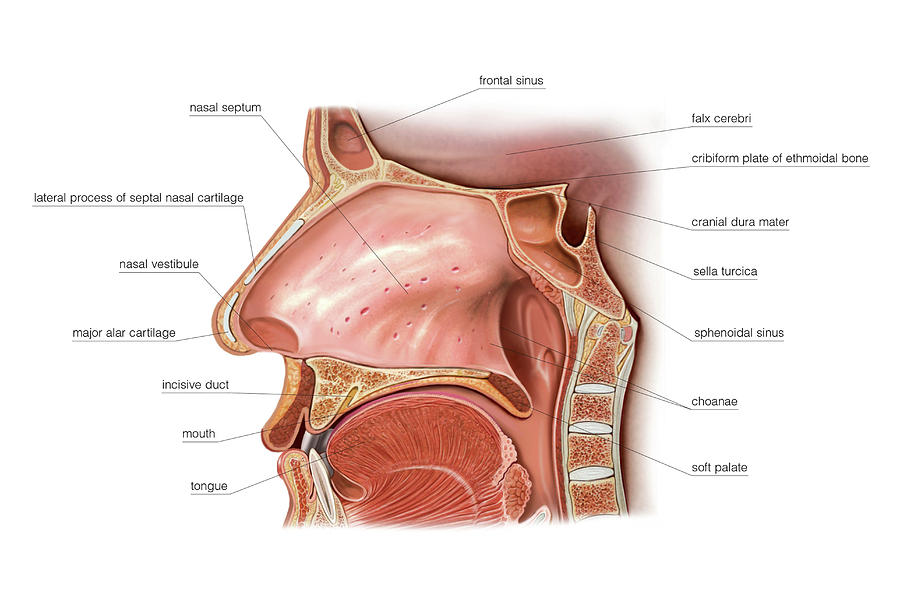 Полость носа и гортань. Respiratory and Respiratory Section of the Nasal cavity.