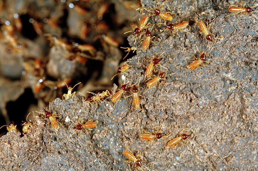 Insects Photograph - Nasute Termites #3 by Dr Morley Read/science Photo Library
