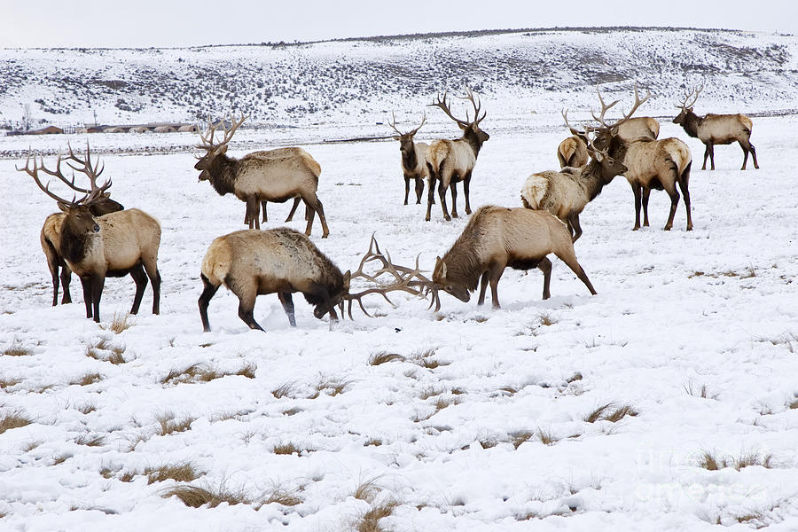 National Elk Refuge #3 Photograph by Jim West