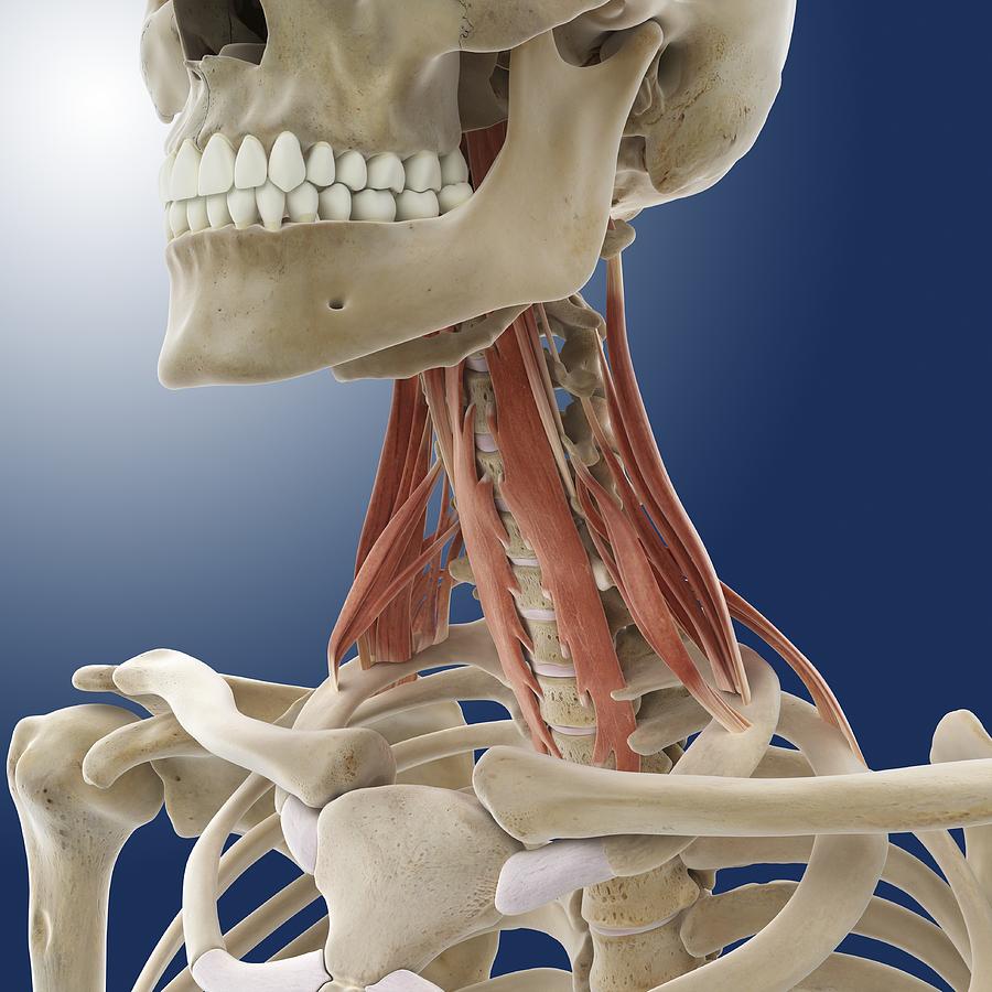 Neck muscles, artwork Photograph by Science Photo Library - Fine Art ...