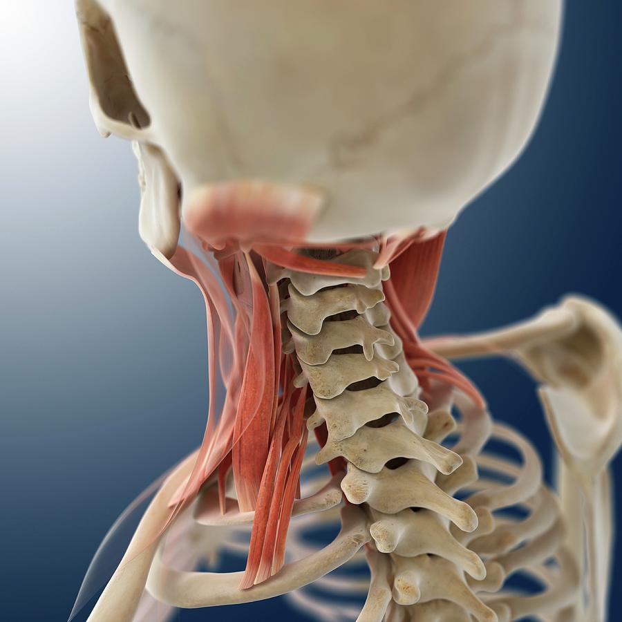 Neck Muscles Photograph by Springer Medizin/science Photo Library - Pixels