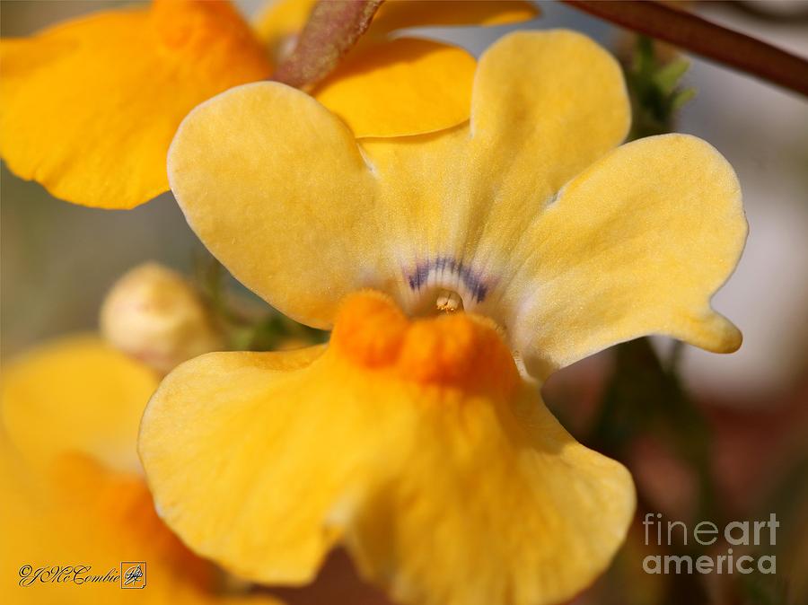 Nemesia named Angelart Pear #3 Photograph by J McCombie