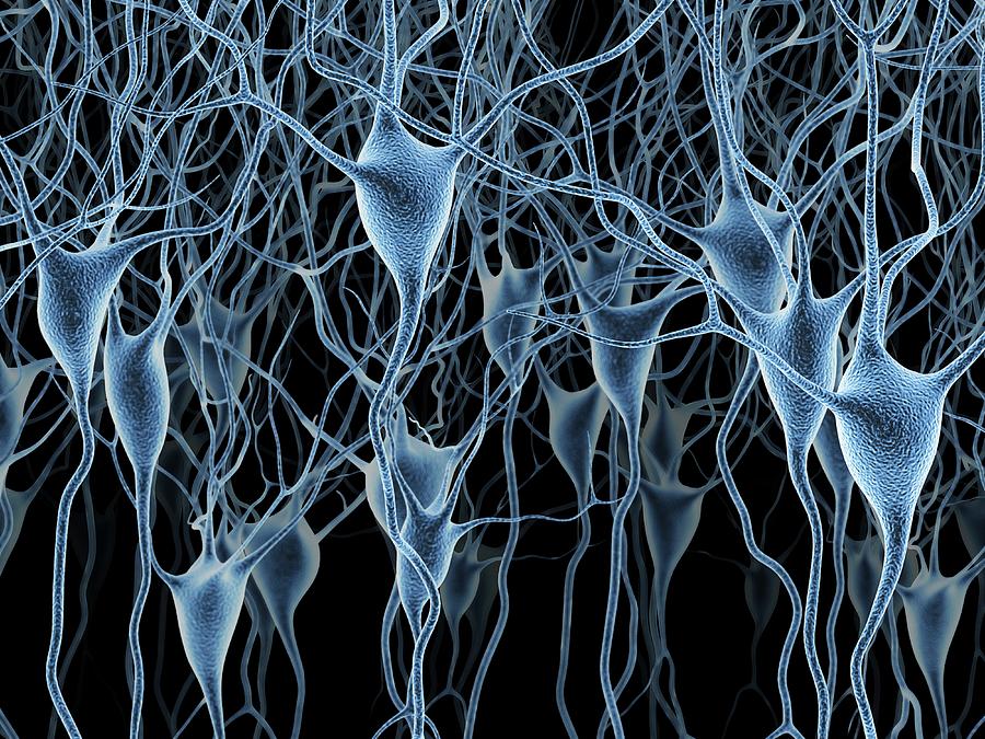 Nerve Cells #3 Photograph by Alfred Pasieka/science Photo Library
