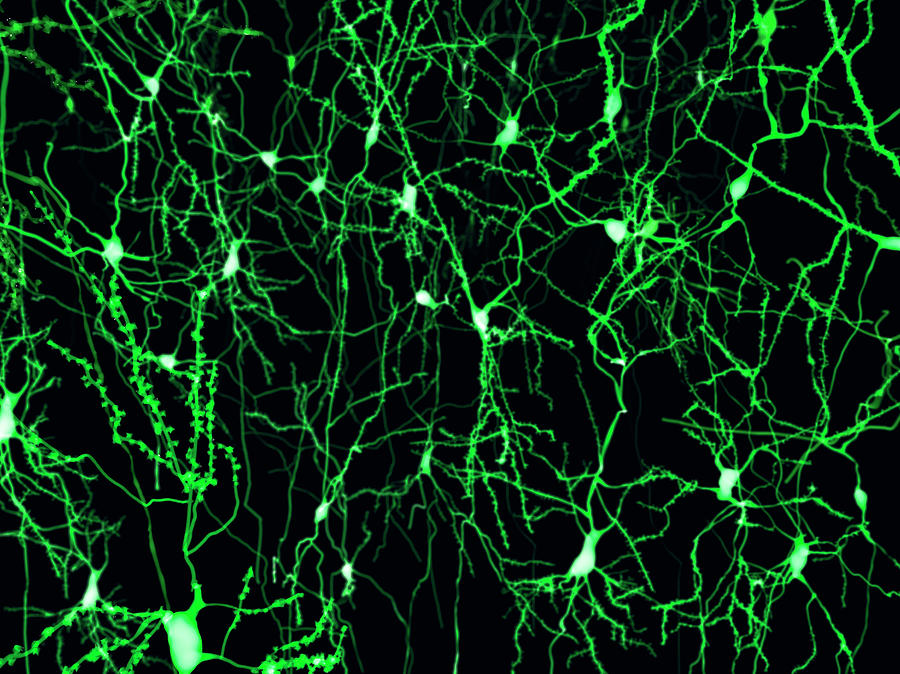 Nerve Cells, Illustration #3 Photograph by Juan Gaertner