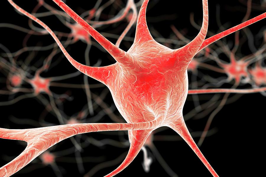 Nerve Cells #3 Photograph by Kateryna Kon/science Photo Library