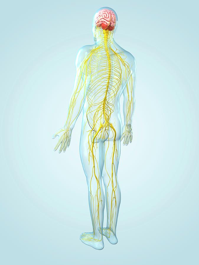 Nervous System, Artwork Digital Art by Sciepro