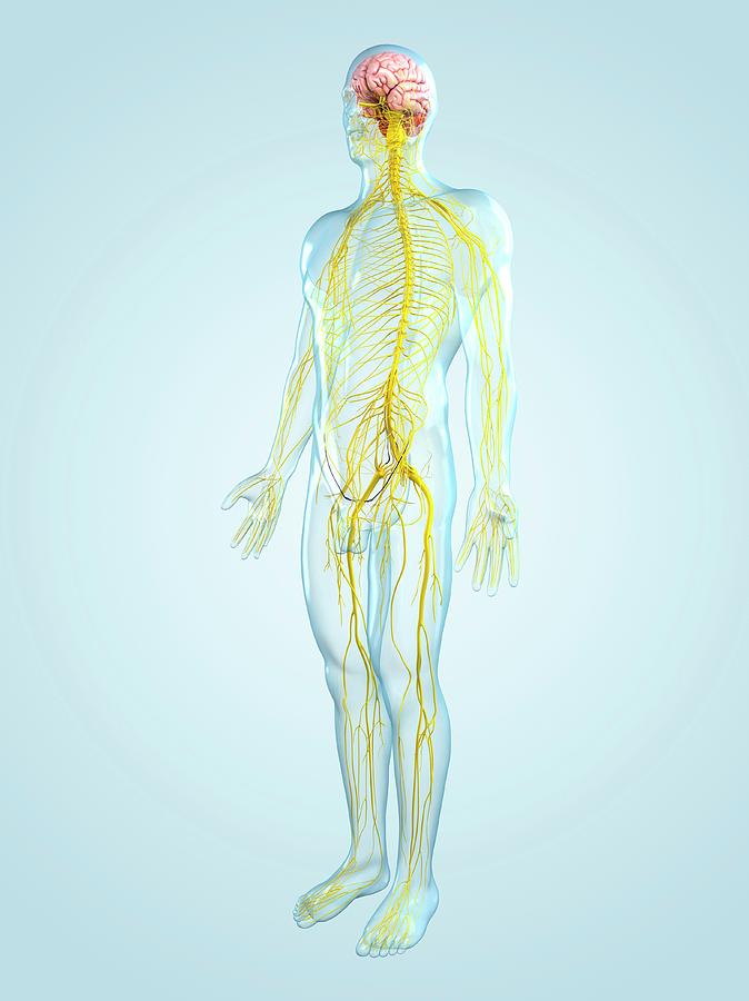 Nervous System #3 by Sciepro/science Photo Library