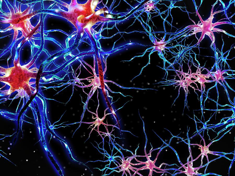 Neuron Photograph - Neural Network #3 by Maurizio De Angelis