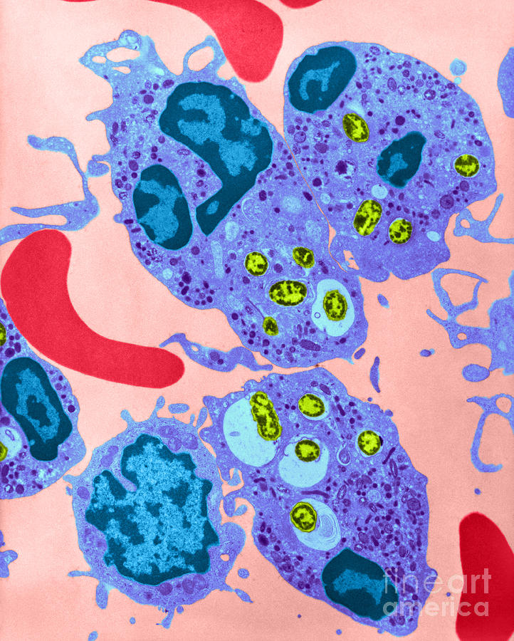 Neutrophil Ingesting Bacteria Tem Photograph by David M. Phillips