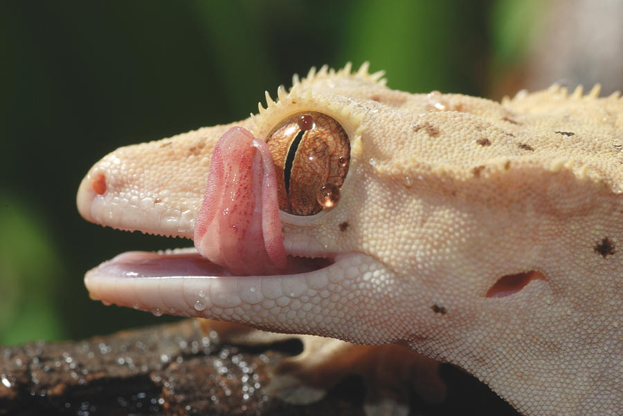 New Caledonian Crested Gecko #3 Photograph by John Mitchell