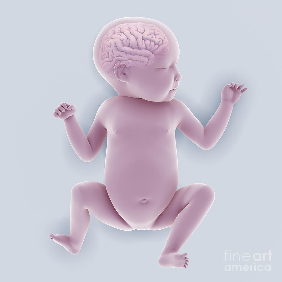 Newborn Anatomy #3 Photograph by Science Picture Co - Pixels