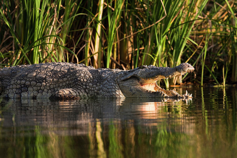 3-nile-crocodile-crocodylus-niloticus-martin-zwick.jpg