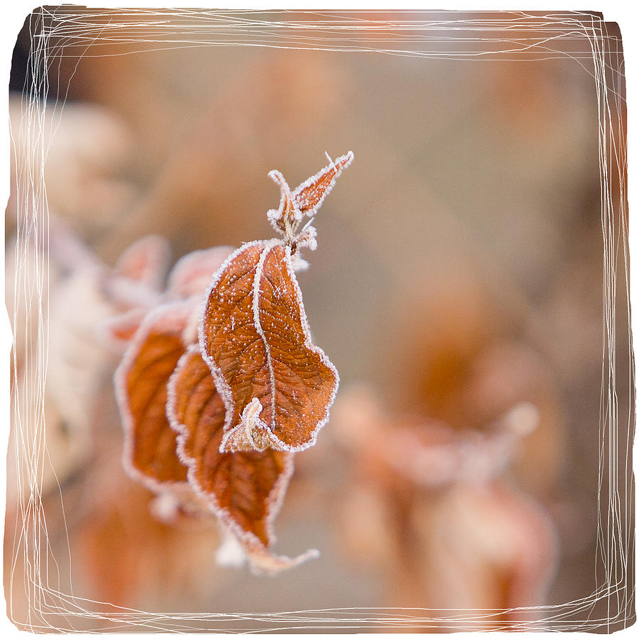 Winter Photograph - Sepia Hoarfrost II by Patti Deters