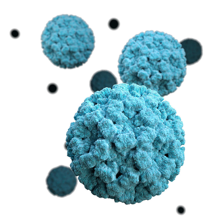 Norovirus, 3d Model #3 Photograph by Science Source