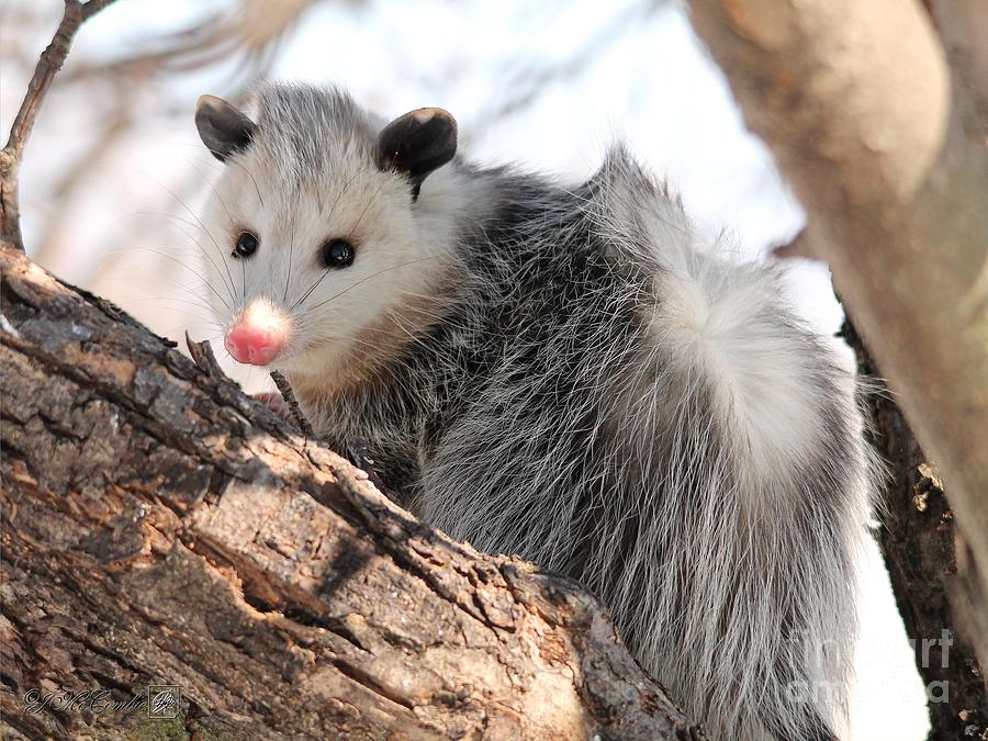 North American Opossum in Winter #5 Photograph by J McCombie