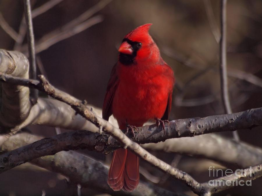 Northern Cardinal #3 Photograph by Frank Piercy