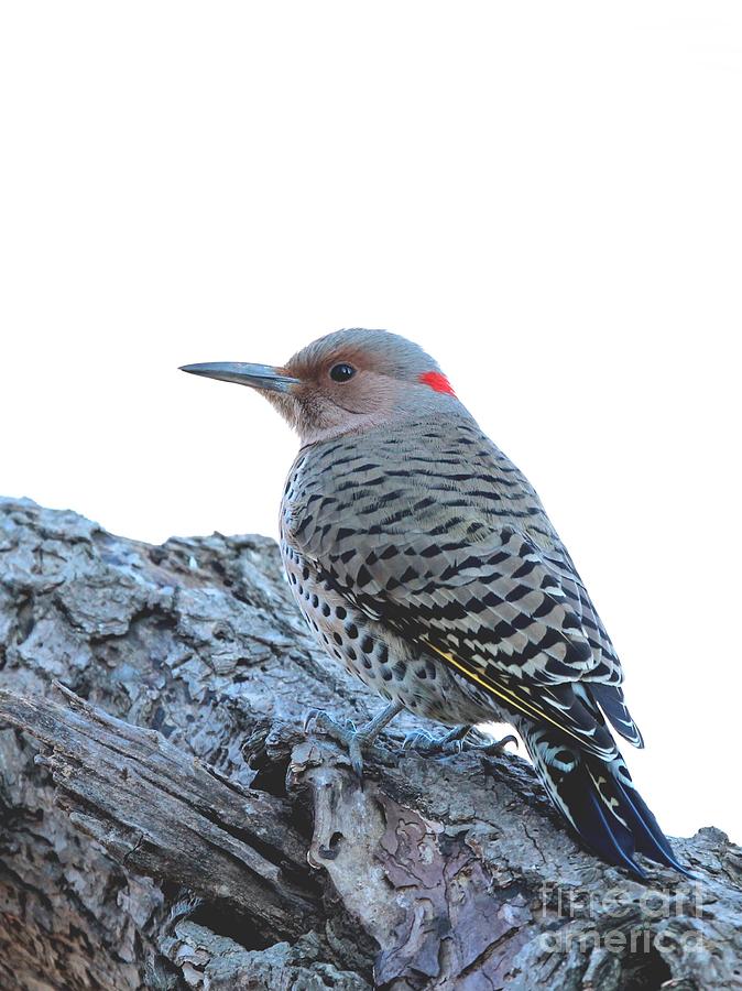 Northern Flicker #3 Photograph by Jack R Brock
