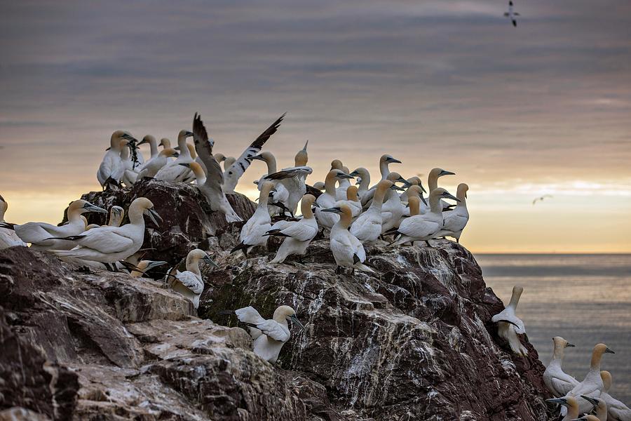 Nature Photograph - Northern Gannet Colony #3 by Lewis Houghton/science Photo Library