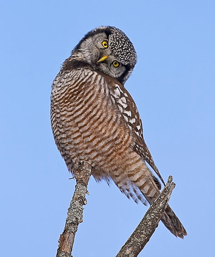 Northern Hawk Owl #1 Photograph by John Vose