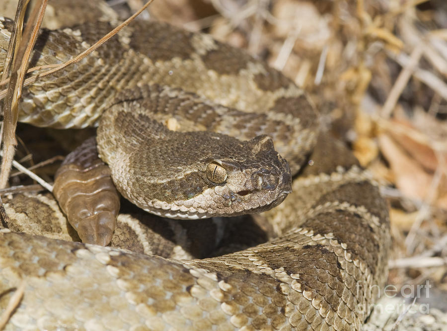 Northern Pacific rattlesnake by Dan Suzio Northern Pacific rattlesnake by Dan Suzio