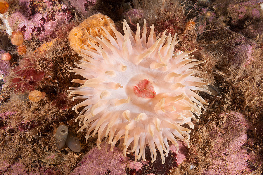 Northern Red Anemone #3 Photograph by Andrew J. Martinez