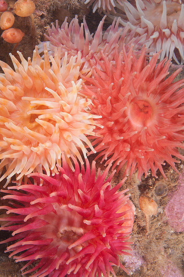 Northern Red Anemones #3 Photograph by Andrew J. Martinez