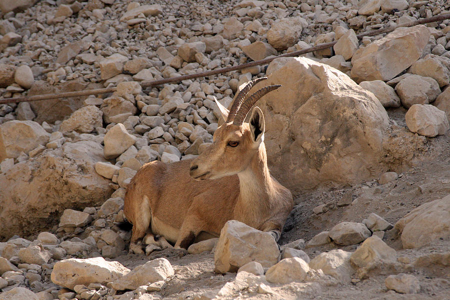 Nubian ibex #5 Photograph by Doc Braham