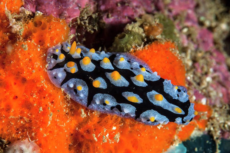 Nudibranch Photograph by Ethan Daniels