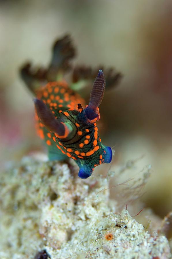 Nature Photograph - Nudibranch #3 by Scubazoo/science Photo Library