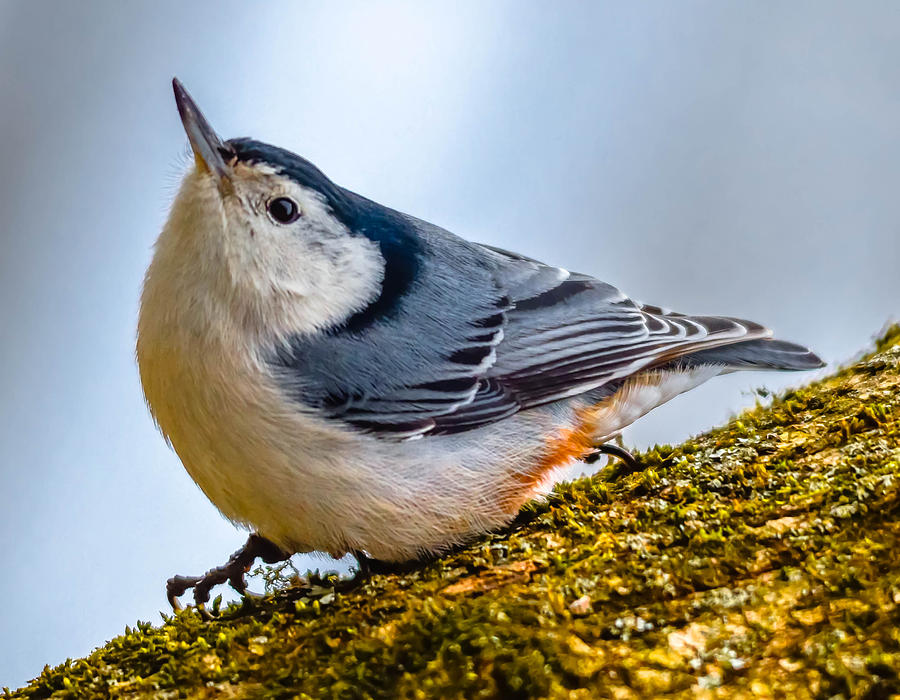 Nuthatch #3 Photograph by Brian Stevens